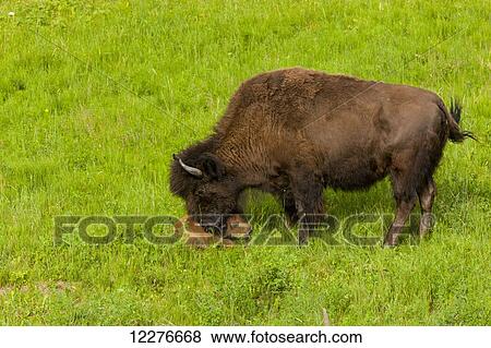 Stock Photo - Buffalo with a newborn calf alongside the Alaska Highway north of Liard Hot Springs, British Columbia, Canada, Summer. Fotosearch