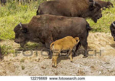 Buffalo with a newborn calf alongside the Alaska Highway north of Liard Hot Springs, British Columbia, Canada, Summer View Large Photo Image Stock Photo - Buffalo with a newborn calf alongside the Alaska Highway north of Liard Hot Springs, British Columbia, Canada, Summer. Fotosearch