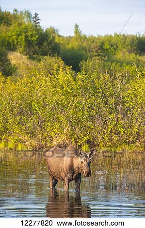 Bull moose foraging for food in a pond along the Tony Knowles Coastal Trail in Kincaid Park, Anchorage, Southcentral Alaska, Spring View Large Photo Image Stock Image - Bull moose foraging for food in a pond along the Tony Knowles Coastal Trail in Kincaid Park, Anchorage, Southcentral Alaska, Spring. Fotosearch