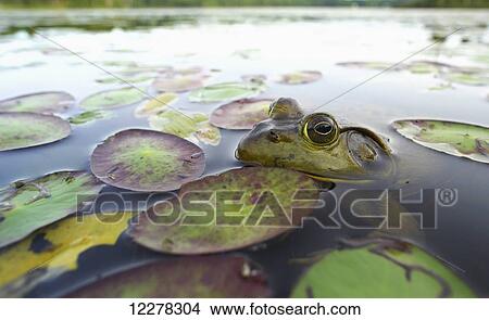 Picture - Bullfrog (Lithobates catesbeianus); Lac-Bouchette, Quebec, Canada. Fotosearch