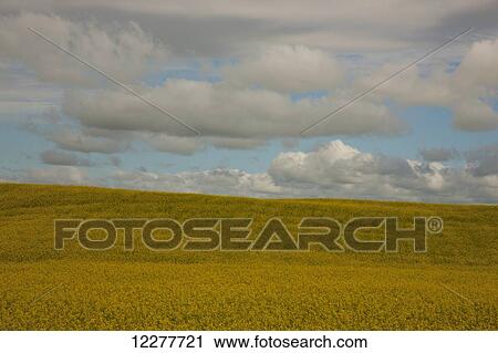 Stock Image - Canola field; Alberta, Canada. Fotosearch
