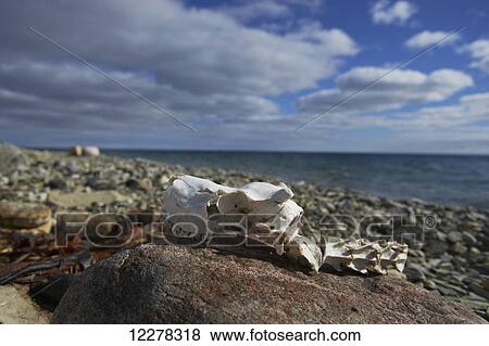 Caribou skull on the beach of the Arctic ocean; Cambridge Bay, Nunavut, Canada View Large Photo Image Stock Photo - Caribou skull on the beach of the Arctic ocean; Cambridge Bay, Nunavut, Canada. Fotosearch