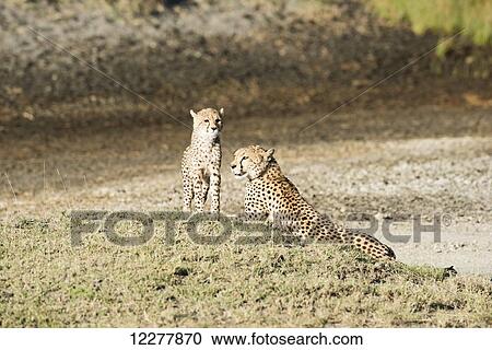 Cheetah (Acinonyx jubatus) cub stands next to mother lying on grassy mound near Ndutu, Ngorongoro Crater Conservation Area; Tanzania View Large Photo Image Stock Image - Cheetah (Acinonyx jubatus) cub stands next to mother lying on grassy mound near Ndutu, Ngorongoro Crater Conservation Area; Tanzania. Fotosearch
