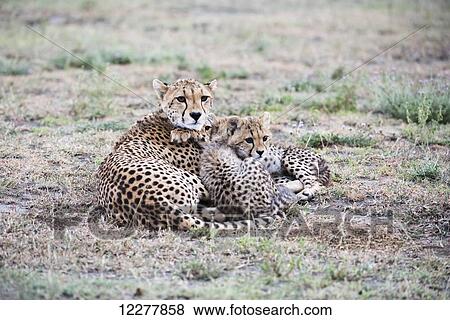 Cheetah (Acinonyx jubatus) cubs snuggle next to mother in open grassland near Ndutu, Ngorongoro Crater Conservation Area; Tanzania View Large Photo Image Stock Photo - Cheetah (Acinonyx jubatus) cubs snuggle next to mother in open grassland near Ndutu, Ngorongoro Crater Conservation Area; Tanzania. Fotosearch