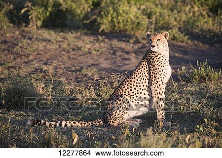 Cheetah (Acinonyx jubatus) in golden light sits on haunches near Ndutu, Ngorongoro Crater Conservation Area; Tanzania View Large Photo Image Picture - Cheetah (Acinonyx jubatus) in golden light sits on haunches near Ndutu, Ngorongoro Crater Conservation Area; Tanzania. Fotosearch