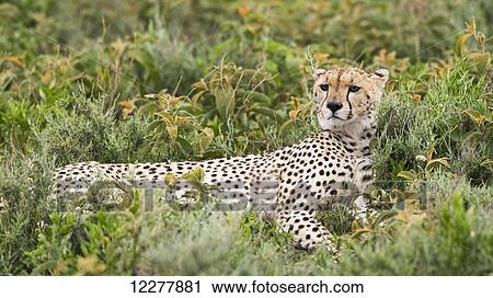 Cheetah (Acinonyx jubatus) with head up and staring intently reclines in low shrubs near Ndutu, Ngorongoro Crater Conservation Area; Tanzania View Large Photo Image Stock Image - Cheetah (Acinonyx jubatus) with head up and staring intently reclines in low shrubs near Ndutu, Ngorongoro Crater Conservation Area; Tanzania. Fotosearch