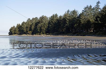 Stock Image - Chesterman Beach; Vancouver Island, British Columbia, Canada. Fotosearch