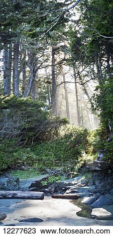 Stock Image - Chesterman Beach; Vancouver Island, British Columbia, Canada. Fotosearch