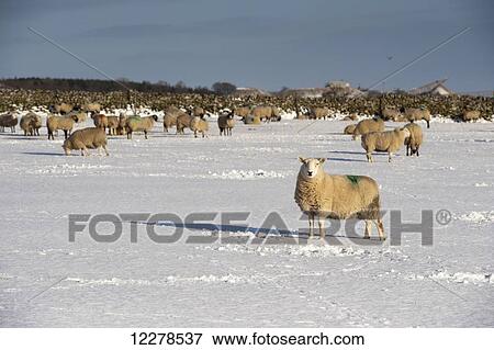 Cheviot sheep in snow covered field; Cumbria, England View Large Photo Image Stock Photo - Cheviot sheep in snow covered field; Cumbria, England. Fotosearch