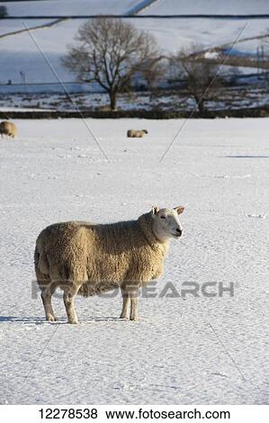 Cheviot sheep in snow covered field; Cumbria, England View Large Photo Image Stock Photo - Cheviot sheep in snow covered field; Cumbria, England. Fotosearch