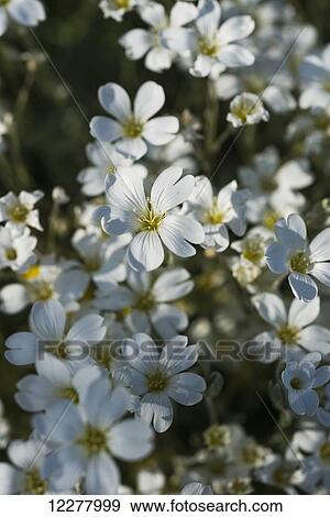 Stock Photo - Chickweed blooms in a garden; Astoria, Oregon, United States of America. Fotosearch