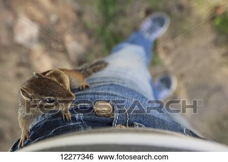 Chipmunk on pants retrieving peanut from pocket View Large Photo Image Stock Photograph - Chipmunk on pants retrieving peanut from pocket. Fotosearch