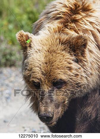 Close up of a Grizzly Bear with an ear tag, Denali National Park, Interior Alaska, Summer View Large Photo Image Stock Image - Close up of a Grizzly Bear with an ear tag, Denali National Park, Interior Alaska, Summer. Fotosearch