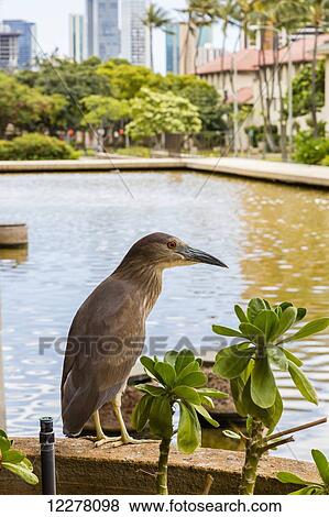 Stock Photo - Close up of a Heron standing on a railing near a pond in downtown Honolulu; Honolulu, Oahu, Hawaii, United States of America. Fotosearch