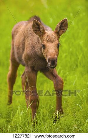 Stock Image - Close up of a moose calf, Kincaid Park, Anchorage, Southcentral Alaska, summer. Fotosearch