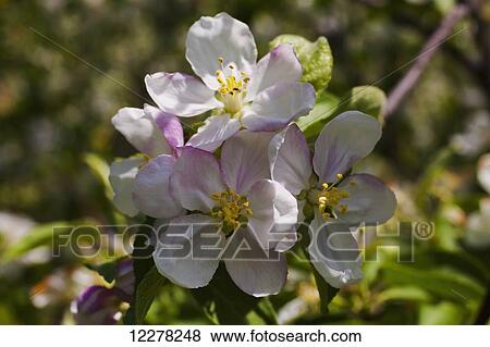 Close up of an apple blossom; St. Paul D'abbotsford, Quebec, Canada View Large Photo Image Stock Photo - Close up of an apple blossom; St. Paul D'abbotsford, Quebec, Canada. Fotosearch