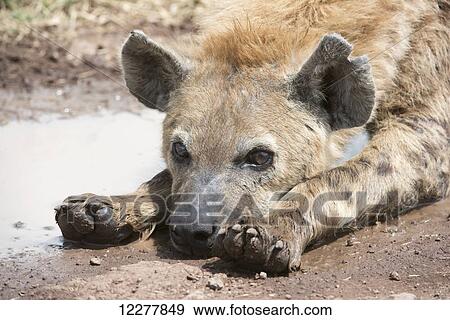 Close up of Spotted Hyena (Crocuta crocuta) lying next to water puddle, Ngorongoro Crater; Tanzania View Large Photo Image Stock Photo - Close up of Spotted Hyena (Crocuta crocuta) lying next to water puddle, Ngorongoro Crater; Tanzania. Fotosearch