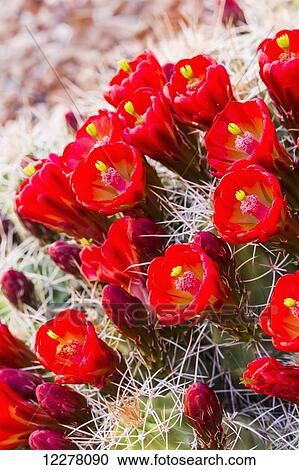 Close up view of Claret Cup Cactus (Echinocereus) flowers at sunset; Colorado, United States of America View Large Photo Image Stock Image - Close up view of Claret Cup Cactus (Echinocereus) flowers at sunset; Colorado, United States of America. Fotosearch