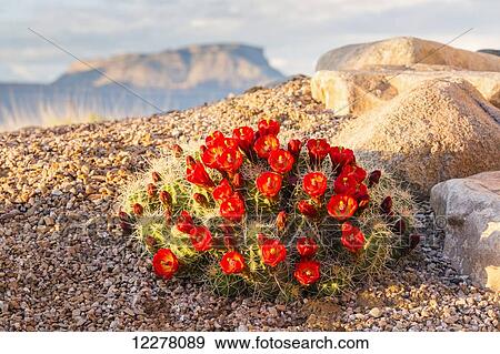 Close up view of Claret Cup Cactus (Echinocereus) flowers at sunset with Mt. Garfield in the background; Colorado, United States of America View Large Photo Image Stock Photo - Close up view of Claret Cup Cactus (Echinocereus) flowers at sunset with Mt. Garfield in the background; Colorado, United States of America. Fotosearch