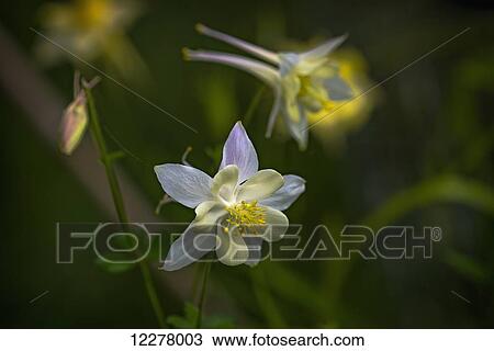 Columbine (Aquilegia) blooms in a garden; Astoria, Oregon, United States of America View Large Photo Image Stock Image - Columbine (Aquilegia) blooms in a garden; Astoria, Oregon, United States of America. Fotosearch