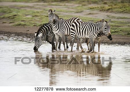 Stock Photo - Common Zebras (Equus quagga) crossing stream with reflections near Ndutu, Ngorongoro Crater Conservation Area; Tanzania. Fotosearch