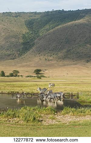 Stock Image - Common Zebras (Equus quagga) drinking in waterhole in Ngorongoro Crater; Tanzania. Fotosearch