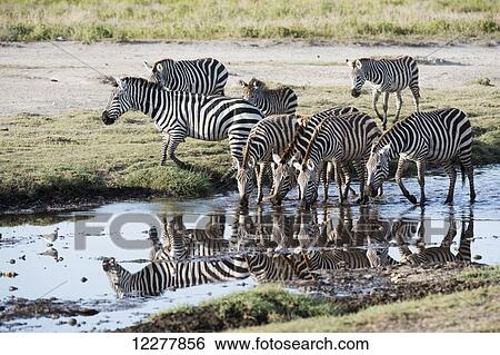 Common Zebras (Equus quagga) drinking and reflected in stream near Ndutu, Ngorongoro Crater Conservation Area; Tanzania View Large Photo Image Stock Photograph - Common Zebras (Equus quagga) drinking and reflected in stream near Ndutu, Ngorongoro Crater Conservation Area; Tanzania. Fotosearch