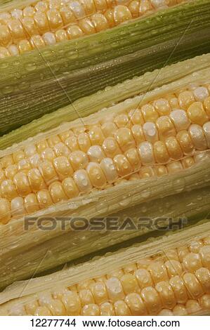 Picture - Corn on the cob; Edmonton, Alberta, Canada. Fotosearch