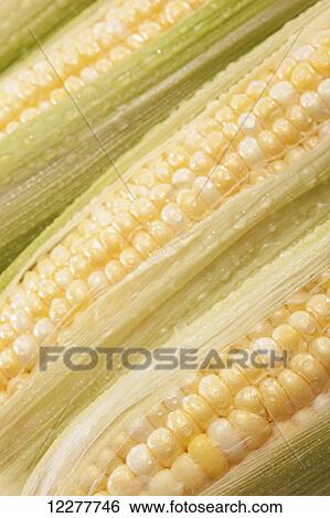 Stock Photograph - Corn on the cob; Edmonton, Alberta, Canada. Fotosearch