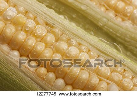 Stock Photography - Corn on the cob; Edmonton, Alberta, Canada. Fotosearch