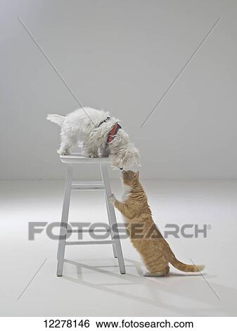 Stock Photograph - Curious cat and dog; Santa Barbara, California, United States of America. Fotosearch
