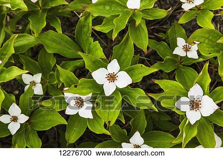 Stock Image - Dogwood plants flowering, Whitehorse, Yukon Territory, Canada, Summer. Fotosearch