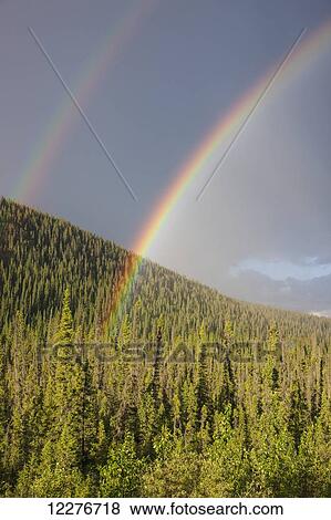 Stock Photo - Double rainbow over an evergreen forest, Yukon Territory, Canada, Summer. Fotosearch