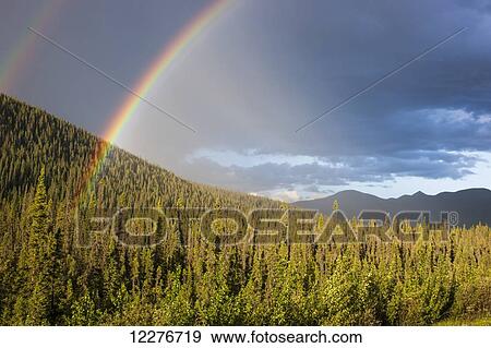 Stock Photo - Double rainbow over an evergreen forest, Yukon Territory, Canada, Summer. Fotosearch