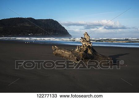 Driftwood rests on the beach near Tillamook Head; Seaside, Oregon, United States of America View Large Photo Image Stock Image - Driftwood rests on the beach near Tillamook Head; Seaside, Oregon, United States of America. Fotosearch