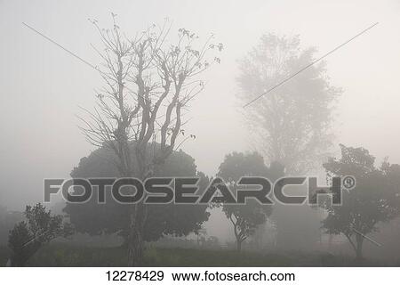 Early morning fog blankets the river bank near the Doothtawaddy River; Hsipaw, Myanmar View Large Photo Image Stock Photo - Early morning fog blankets the river bank near the Doothtawaddy River; Hsipaw, Myanmar. Fotosearch