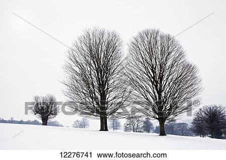 Fan-shaped trees, Chatsworth Peak in winter; Derbyshire, England View Large Photo Image Stock Image - Fan-shaped trees, Chatsworth Peak in winter; Derbyshire, England. Fotosearch