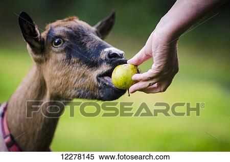 Stock Photography - Feeding a pet goat; Limoges, France. Fotosearch