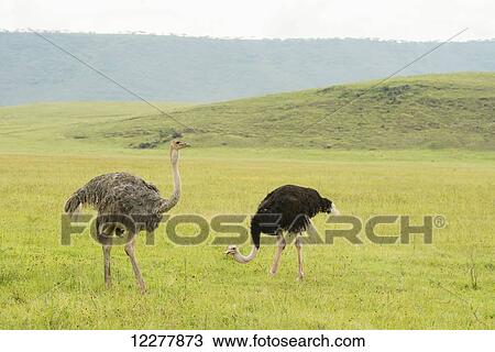 Female and male Common Ostriches (Struthio camelus) in open grassland on floor of Ngorongoro Crater; Tanzania View Large Photo Image Stock Image - Female and male Common Ostriches (Struthio camelus) in open grassland on floor of Ngorongoro Crater; Tanzania. Fotosearch