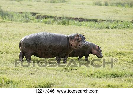 Stock Photograph - Female and young Hippopotamos (Hippopotamus amphibius) standing in short grass, Ngorongoro Crater; Tanzania. Fotosearch