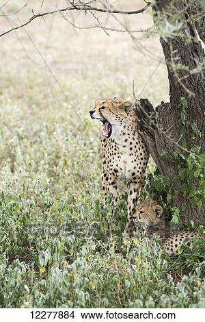 Picture - Female Cheetah (Acinonyx jubatus) rubs against tree trunk and yawns with open mouth while young cub lies at her feet near Ndutu, Ngorongoro Crater Conservation Area; Tanzania. Fotosearch