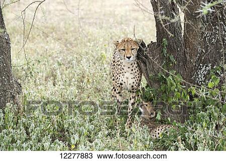 Female Cheetah (Acinonyx jubatus) rubs against tree trunk while young cub looks up at her from below near Ndutu, Ngorongoro Crater Conservation Area; Tanzania View Large Photo Image Stock Image - Female Cheetah (Acinonyx jubatus) rubs against tree trunk while young cub looks up at her from below near Ndutu, Ngorongoro Crater Conservation Area; Tanzania. Fotosearch