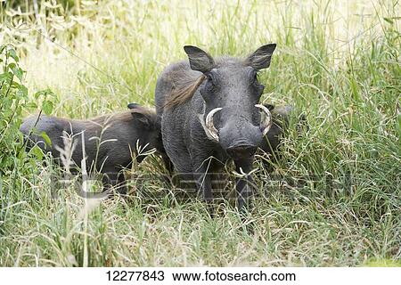 Female Common Warthog (Phacochoerus africanus) with two babies standing in tall grass, Tarangire National Park; Tanzania View Large Photo Image Stock Image - Female Common Warthog (Phacochoerus africanus) with two babies standing in tall grass, Tarangire National Park; Tanzania. Fotosearch