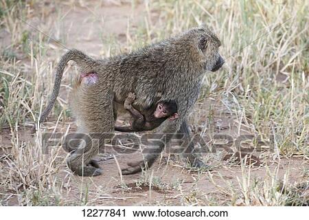Stock Image - Female Olive Baboon (Papio anubis) with baby clinging to belly walks through grass, Tarangire National Park; Tanzania. Fotosearch