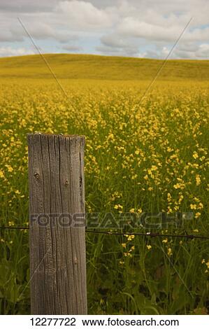 Fence post with canola field; Alberta, Canada View Large Photo Image Stock Image - Fence post with canola field; Alberta, Canada. Fotosearch