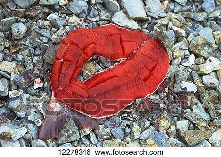 Stock Photograph - Filleted Arctic Char on a rock beach, Western Arm; Cambridge Bay, Nunavut, Canada. Fotosearch