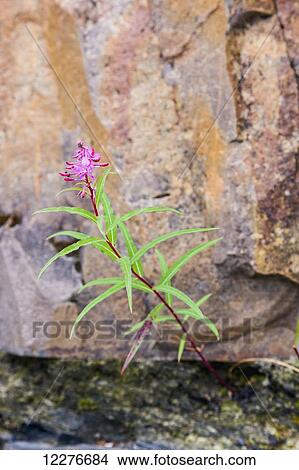 Fireweed grows out from under a rock along Whirlpool Canyon along the Liard River, Alaska Highway, North of Liard Hot Springs, British Columbia, Canada, Summer View Large Photo Image Picture - Fireweed grows out from under a rock along Whirlpool Canyon along the Liard River, Alaska Highway, North of Liard Hot Springs, British Columbia, Canada, Summer. Fotosearch