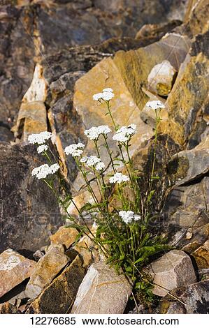Stock Photography - Flowers growing among rocks along Whirlpool Canyon, Liard River, alongside the Alaska Highway, North of Liard Hot Springs, British Columbia, Canada, Summer. Fotosearch