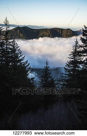 Stock Image - Fog fills the valleys below at dawn on Saddle Mountain; Hamlet, Oregon, United States of America. Fotosearch