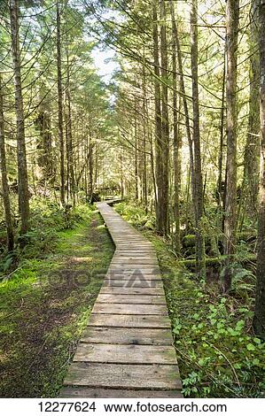 Picture - Forest walk, Pacific Rim National Park; Vancouver Island, British Columbia, Canada. Fotosearch